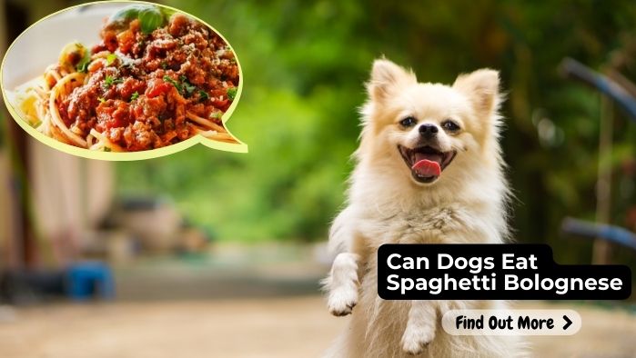 Can Dogs Eat Spaghetti Bolognese