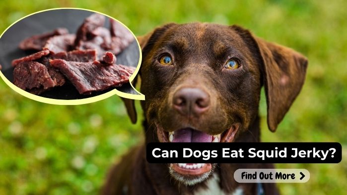 can dogs eat squid jerky