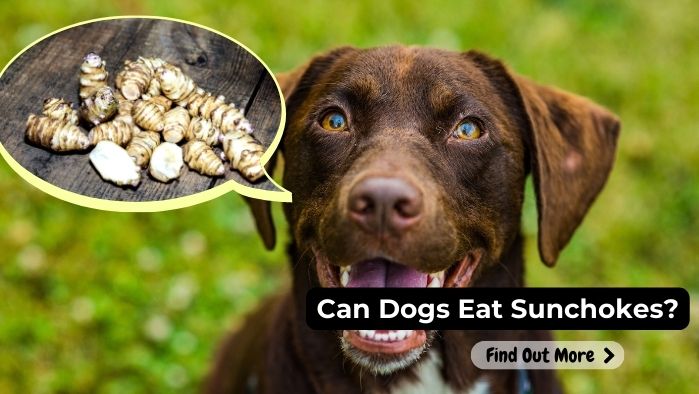 can dogs eat sunchokes