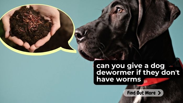 can you give a dog dewormer if they donʼt have worms-min