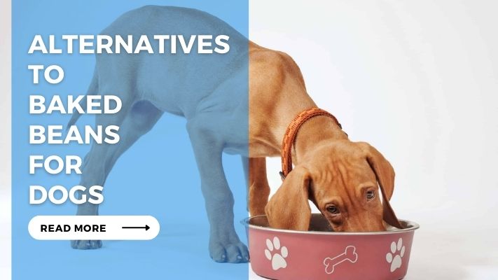 Alternatives to Baked Beans For Dogs