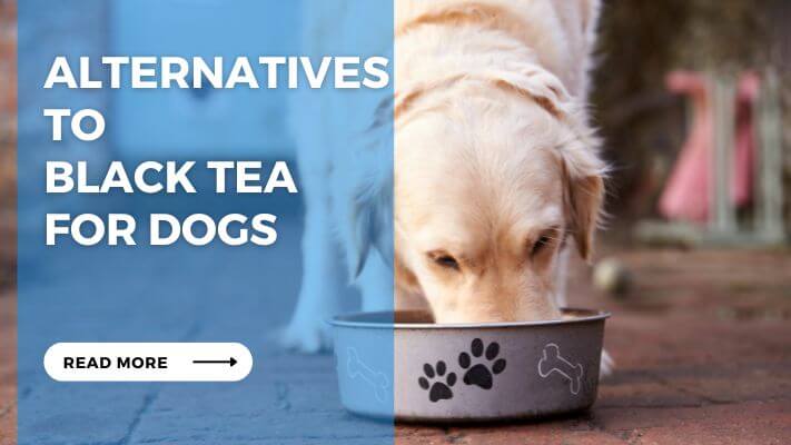 Alternatives to Black Tea for Dogs