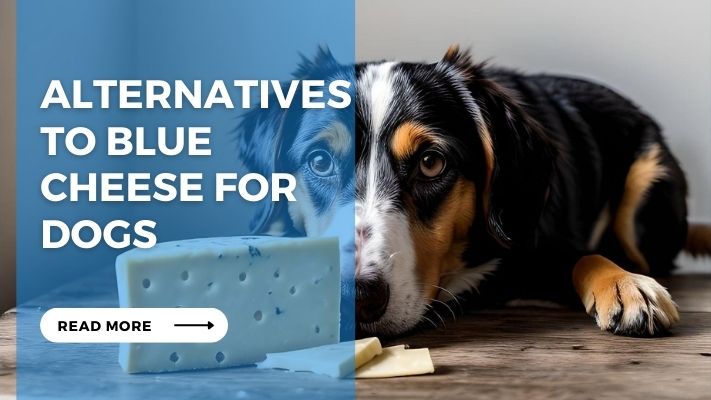 Alternatives to Blue Cheese for Dogs