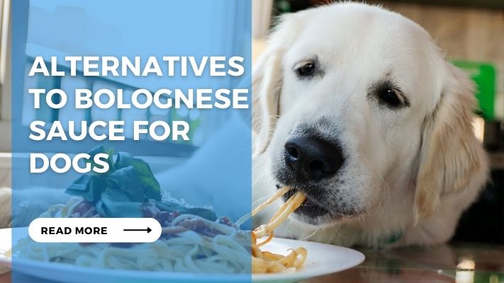 Alternatives to Bolognese Sauce for Dogs