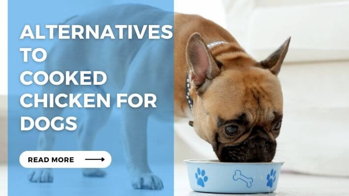 Alternatives to Cooked Chicken for Dogs