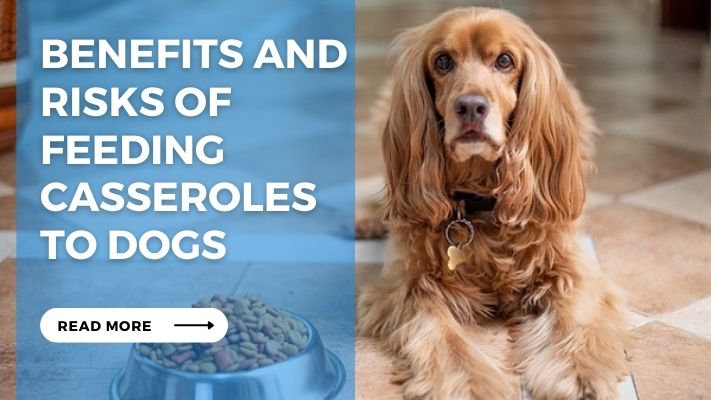 Benefits and Risks of  feeding Casseroles  to Dogs