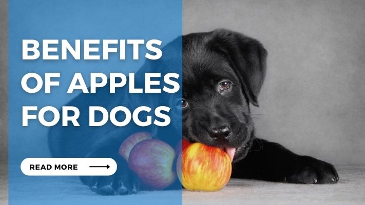 Benefits of Apples for Dogs