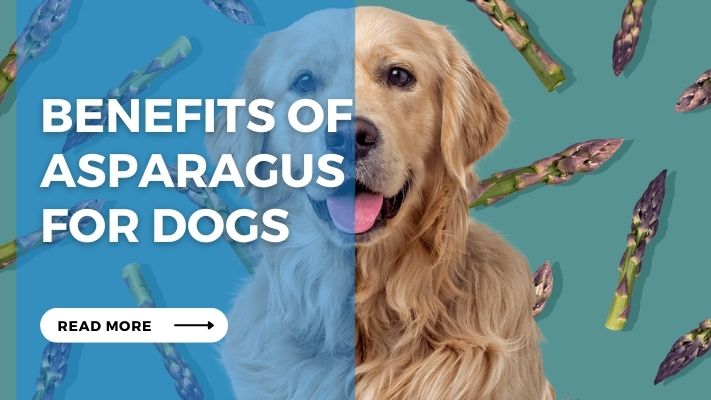 Benefits of Asparagus for Dogs