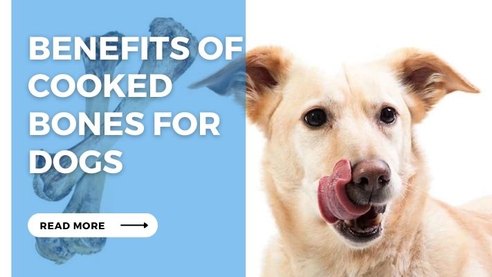 Benefits of Cooked Bones for Dogs