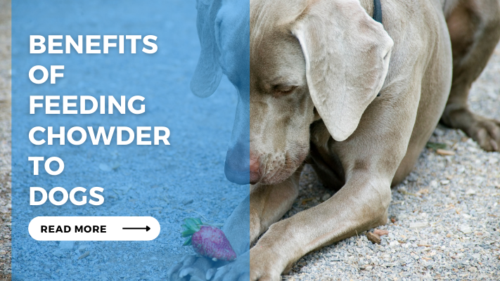 Benefits of Feeding Chowder to Dogs