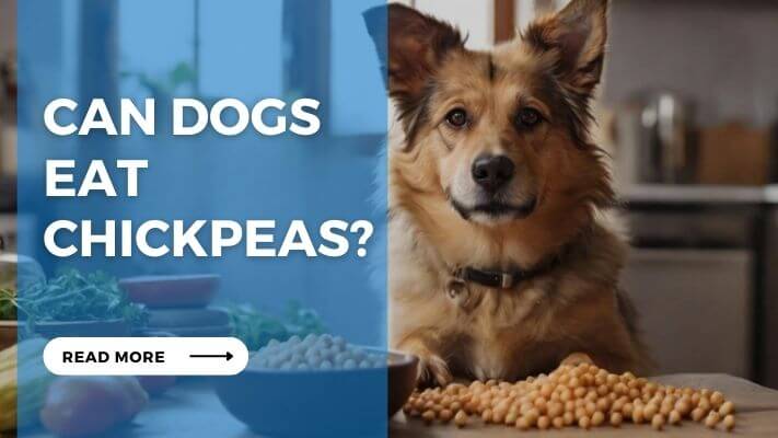 Can Dog Eat Chickpeas
