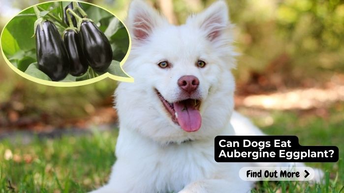 Can Dogs Eat Aubergine Eggplant