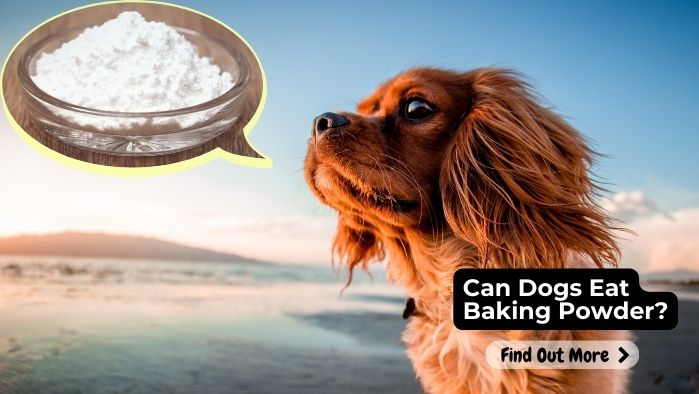 Can Dogs Eat Baking Powder