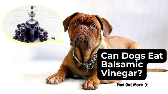 Can Dogs Eat Balsamic Vinegar