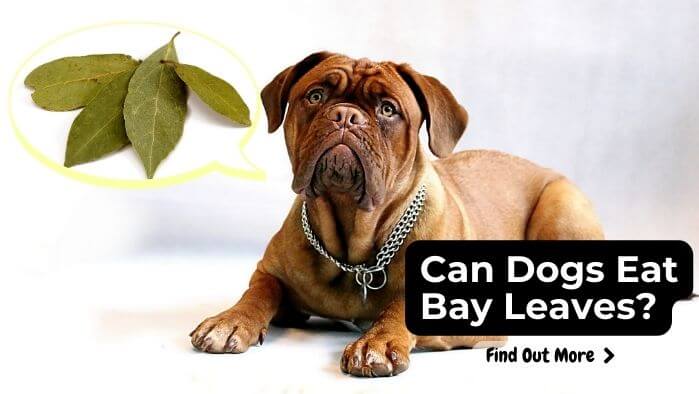Can Dogs Eat Bay Leaves