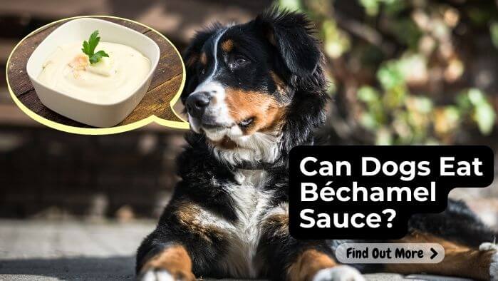 Can Dogs Eat Béchamel Sauce