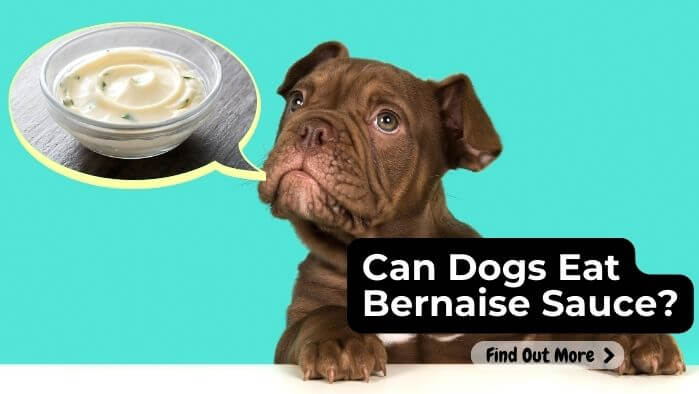Can Dogs Eat Bernaise Sauce