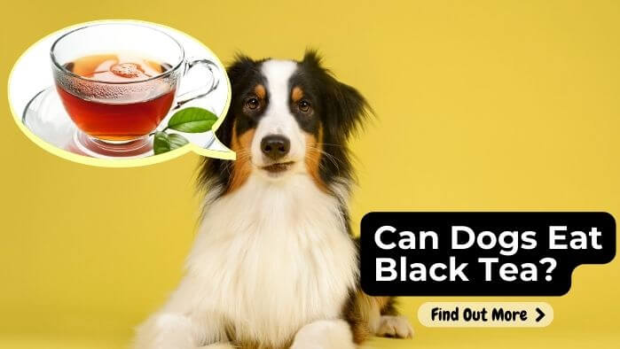 Can Dogs Eat Black Tea