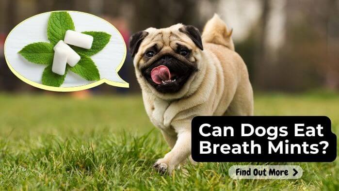 Can Dogs Eat Breath Mints