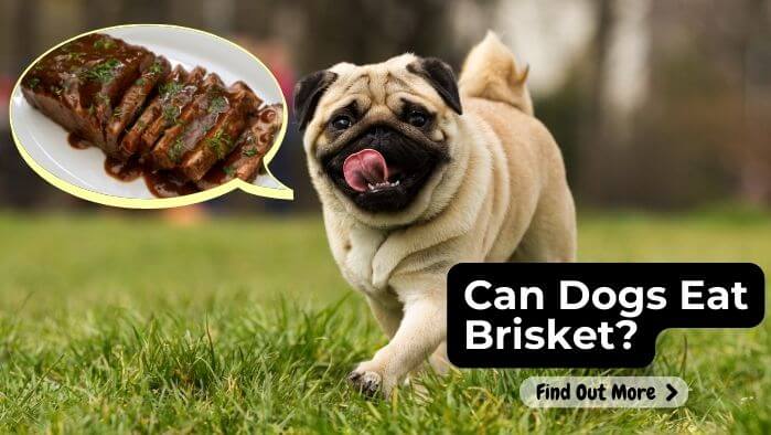 Can Dogs Eat Brisket