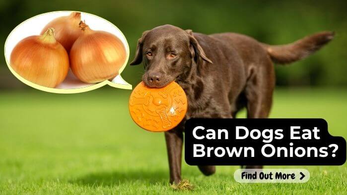 Can Dogs Eat Brown Onions