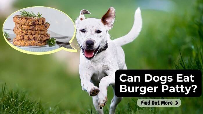 Can Dogs Eat Burger Patty