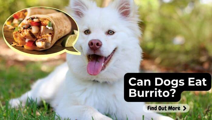 Can Dogs Eat Burrito
