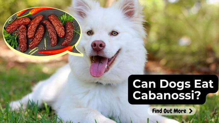 Can Dogs Eat Cabanossi