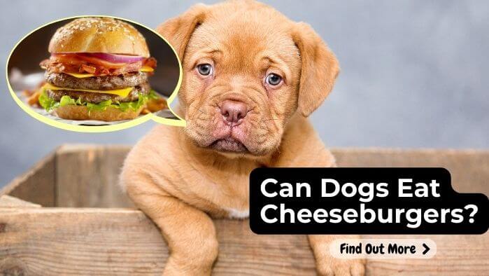 Can Dogs Eat Cheeseburgers