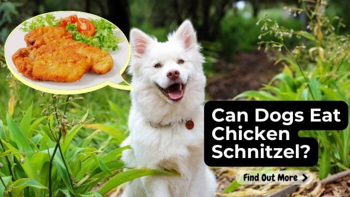 Can Dogs Eat Chicken Schnitzel