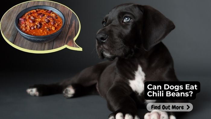 Can Dogs Eat Chili Beans