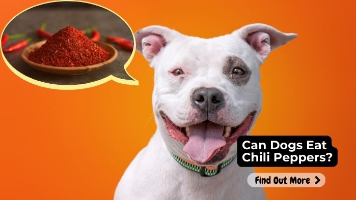 Can Dogs Eat Chili Peppers
