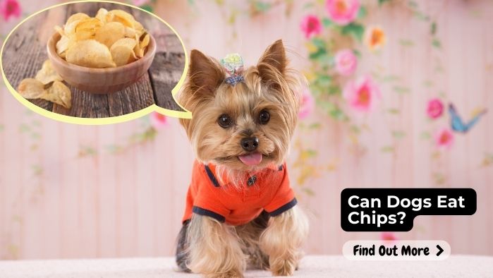 Can Dogs Eat Chips