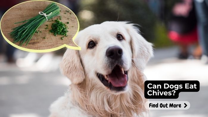 Can Dogs Eat Chives?