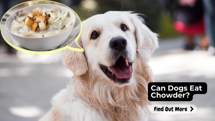 Can Dogs Eat Chowder