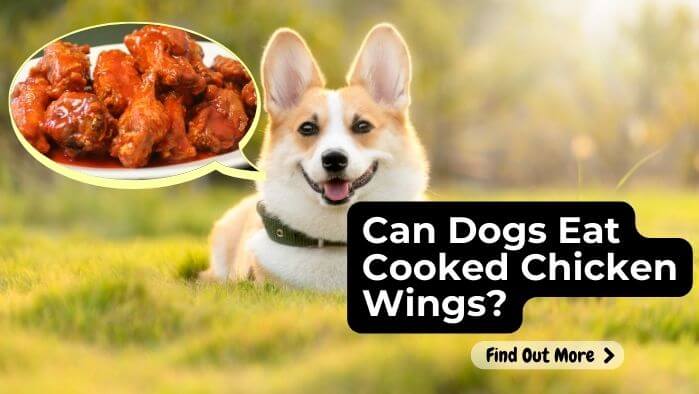 Can Dogs Eat Cooked Chicken Wings