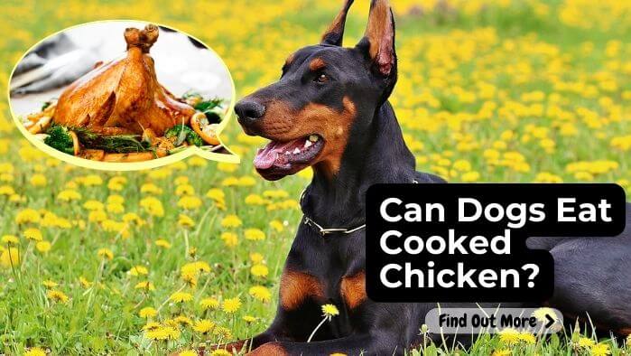 Can Dogs Eat Cooked Chicken