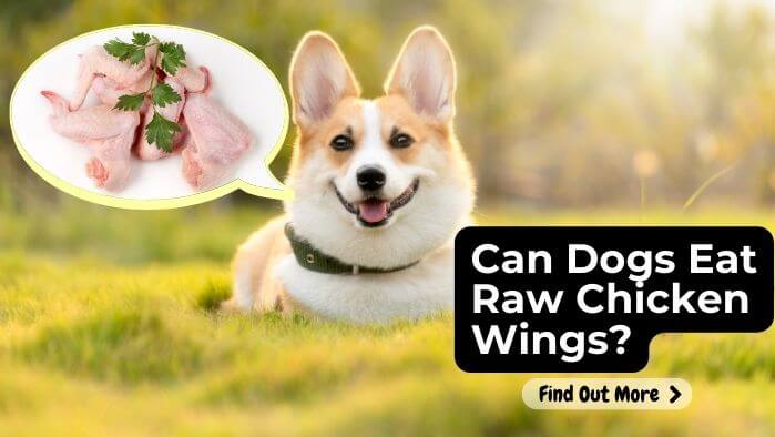 Can Dogs Eat Raw Chicken Wings