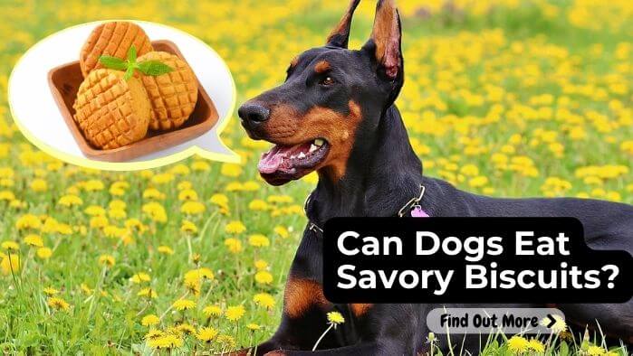 Can Dogs Eat Savory Biscuits