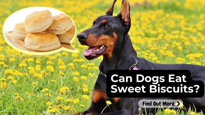 Can Dogs Eat Sweet Biscuits