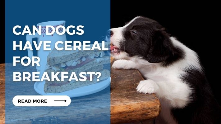 Can Dogs Have Cereal for Breakfast