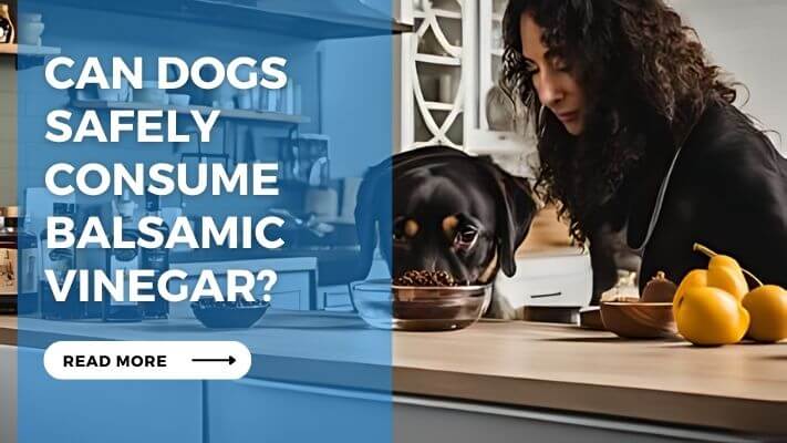 Can Dogs Safely Consume Balsamic Vinegar