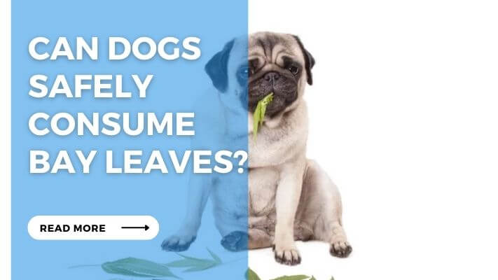 Can Dogs Safely Consume Bay Leaves
