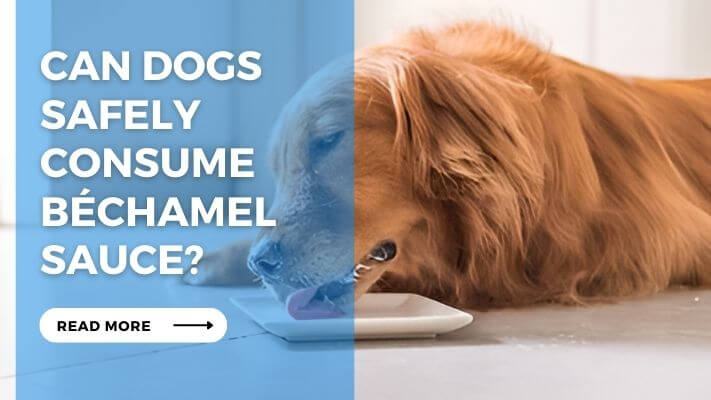 Can Dogs Safely Consume Béchamel Sauce