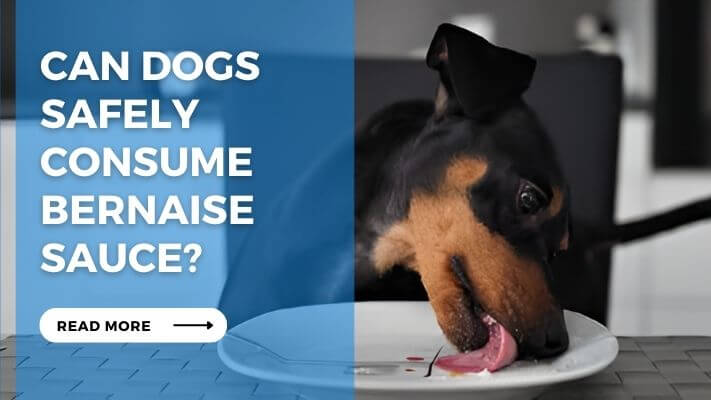 Can Dogs Safely Consume Bernaise Sauce