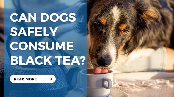 Can Dogs Safely Consume Black Tea