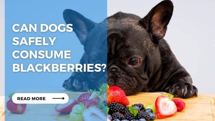 Can Dogs Safely Consume Blackberries