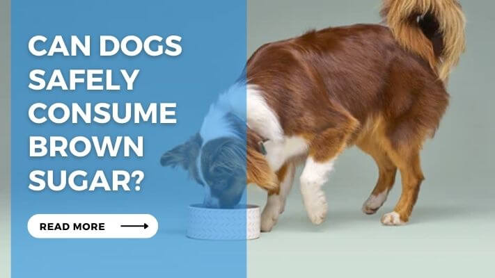 Can Dogs Safely Consume Brown Sugar