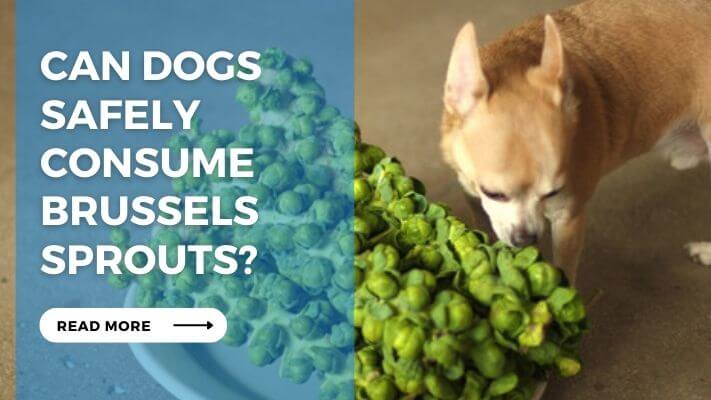Can Dogs Safely Consume Brussels Sprouts