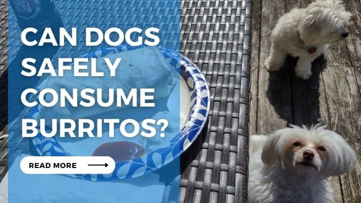 Can Dogs Safely Consume Burritos